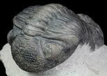 Pedinopariops Trilobite - Great Eye Facet Detail #66341-1